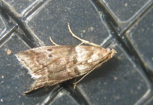 Réf. 305 071 : Acrobasis sp.