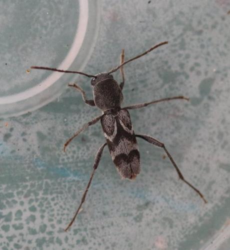 Réf. 305 236 : Pseudosphegesthes cinerea
