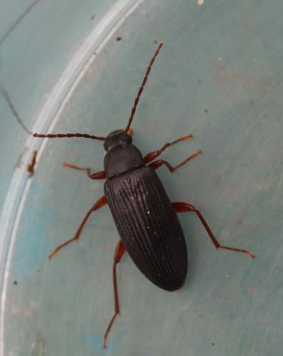 Allecula morio