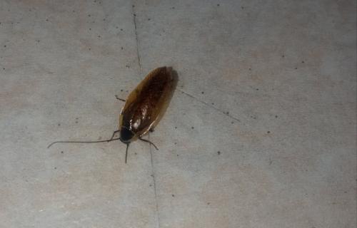 Ectobius sylvestris
