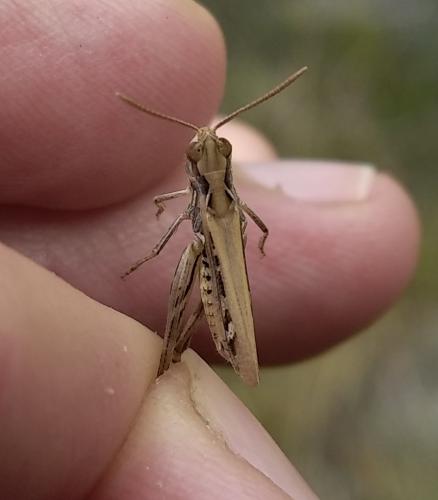 Réf. 305 380 : Omocestus petraeus