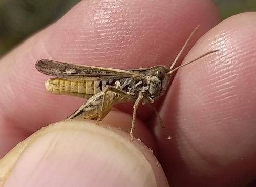 Réf. 305 379 : Omocestus petraeus