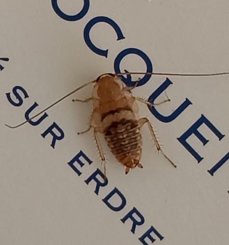 Planuncus vinzi