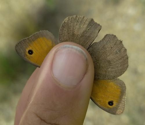 Maniola jurtina