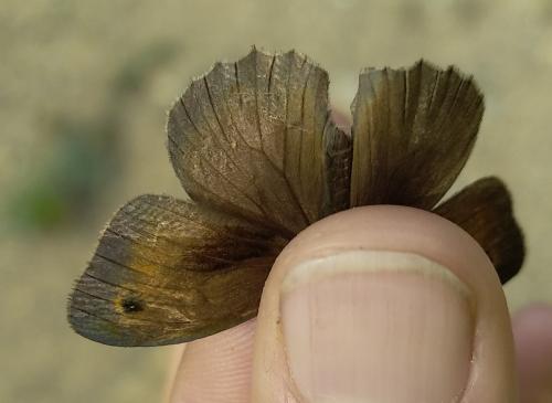 Maniola jurtina