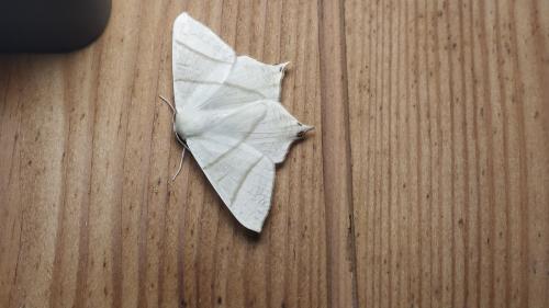 Réf. 305 849 : Ourapteryx sambucaria