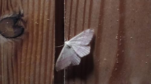Réf. 305 846 : Rhodostrophia vibicaria