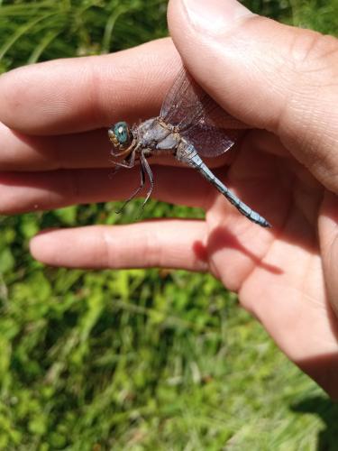 Orthetrum coerulescens