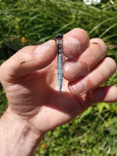 Orthetrum coerulescens