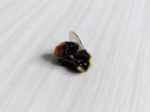 Bombus sp.