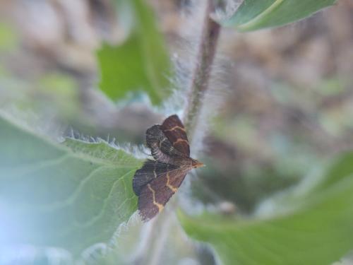 Réf. 305 961 : Hypsopygia rubidalis