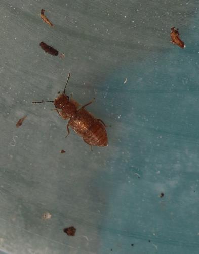 Réf. 305 460 : Metopsia clypeata