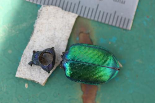 Calosoma sycophanta