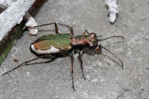 Réf. 305 764 : Cylindera germanica