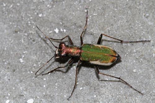Réf. 305 763 : Cylindera germanica