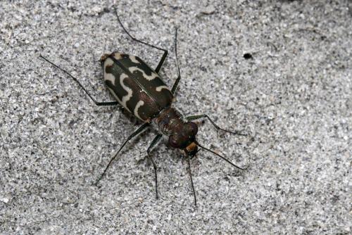 Cylindera trisignata trisignata