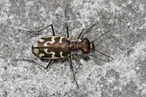 Réf. 305 700 : Cylindera trisignata neustria
