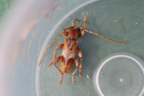 Réf. 305 649 : Trichoferus pallidus