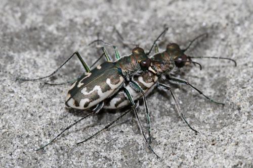 Réf. 305 701 : Cylindera trisignata neustria