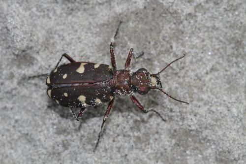 Réf. 305 719 : Calomera littoralis