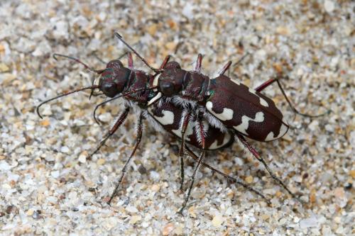 Cicindela maritima
