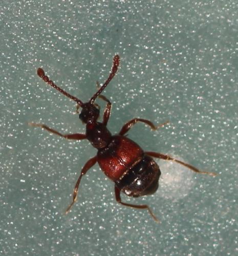 Tyrus mucronatus