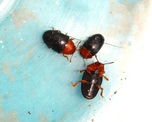 Triplax lepida