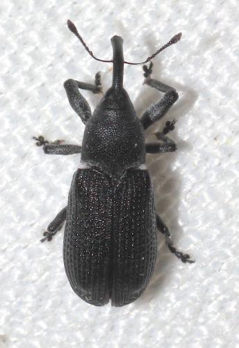 Magdalis memnonia