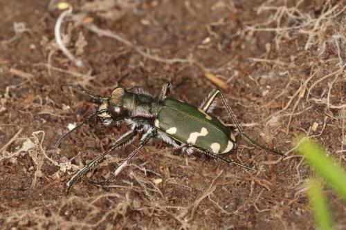 Réf. 305 708 : Cicindela gallica