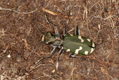 Réf. 305 709 : Cicindela gallica