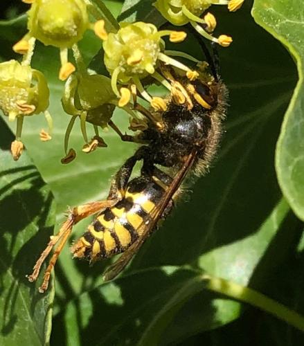 Dolichovespula media