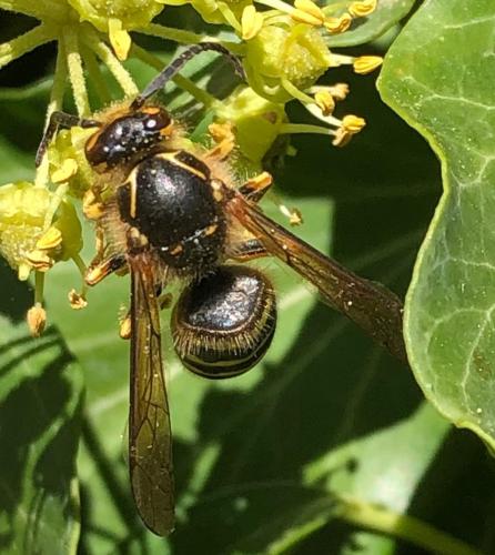 Dolichovespula media