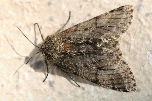 Réf. 305 369 : Lycia hirtaria