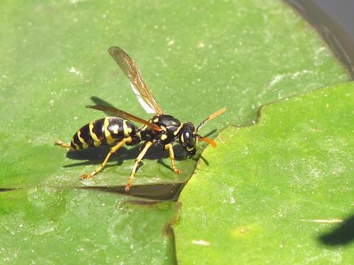 Polistes dominula