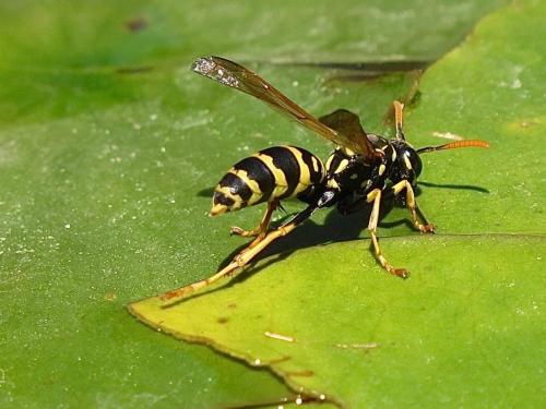 Polistes dominula