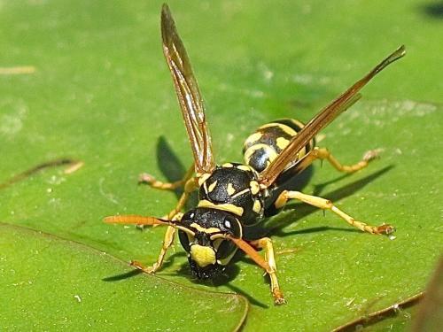 Polistes dominula