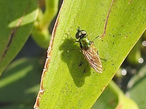 Chloromyia sp.