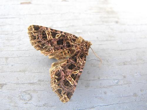 Réf. 305 188 : Sideridis rivularis
