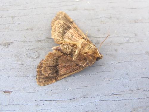 Réf. 305 189 : Sideridis rivularis