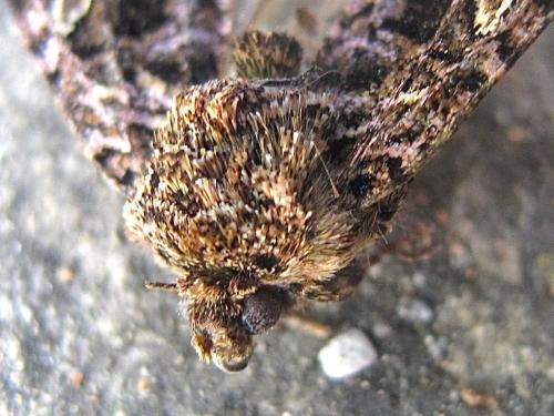 Réf. 305 190 : Sideridis rivularis
