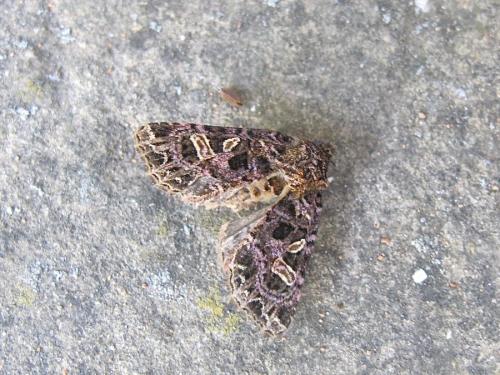Réf. 305 191 : Sideridis rivularis
