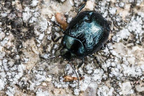 Réf. 305 015 : Chrysolina haemoptera