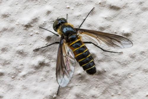 Lomatia lateralis