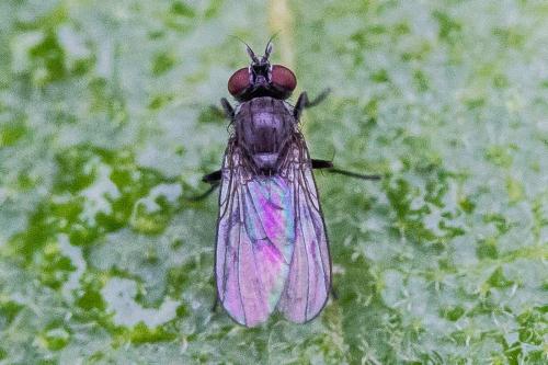 Coenosia sp.