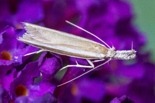 Réf. 305 401 : Pleurota aristella
