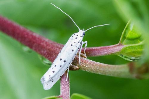 Yponomeuta sp.