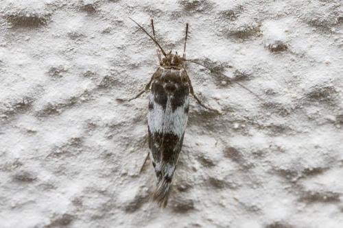 Réf. 305 402 : Enolmis acanthella