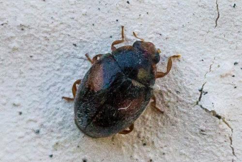 Réf. 305 472 : Scymnus sp.