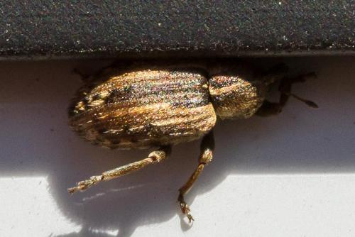 Réf. 305 540 : Hypera sp.