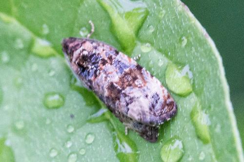Réf. 305 591 : Endothenia sp.